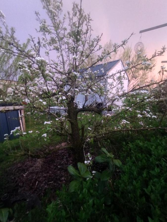 Tuinhuisje In Het Groen アルメール エクステリア 写真